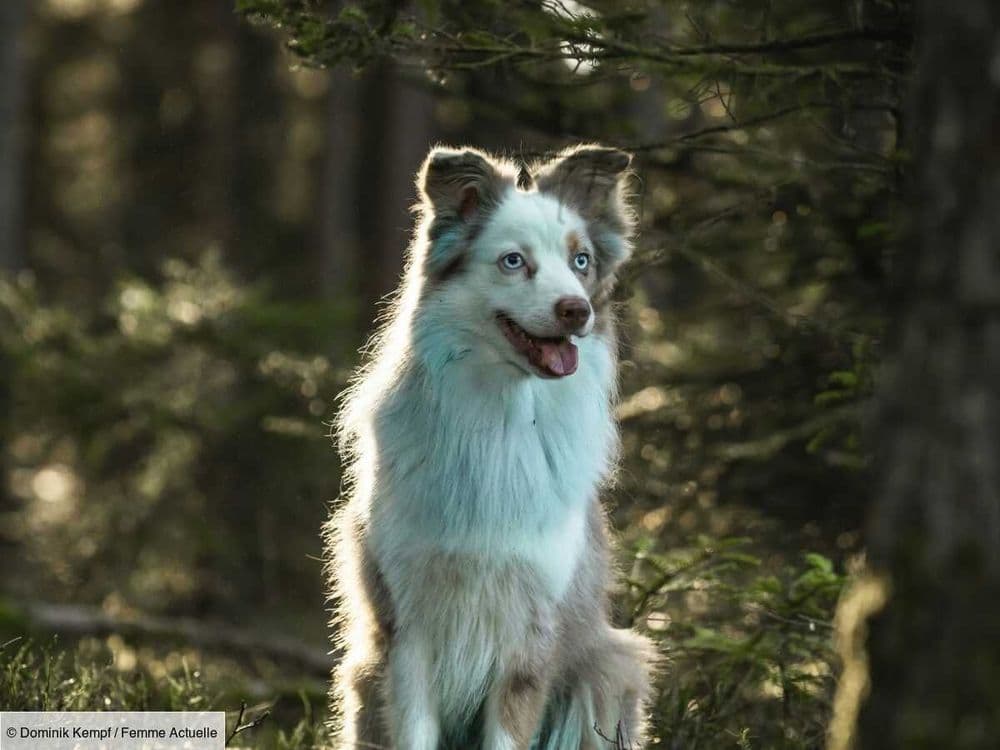 Finnois de Laponie, un chien nordique robuste et très affectueux