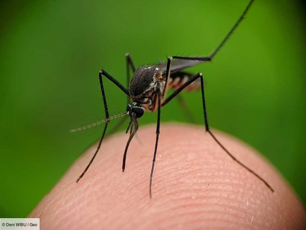 La dengue et le chikungunya pourraient devenir endémiques en Europe