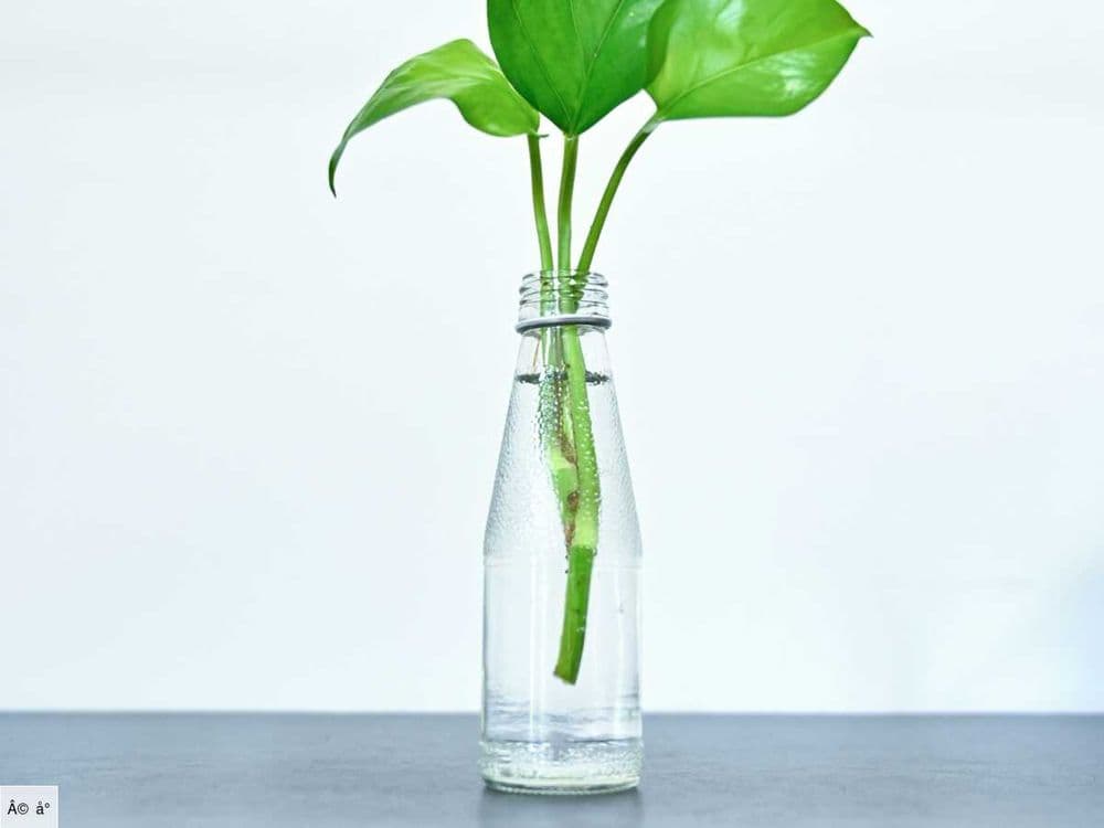 Pourquoi il ne faut surtout pas changer l'eau de vos boutures ?