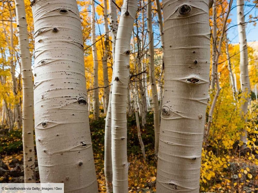 L'arbre le plus grand du monde serait aussi l'un des plus vieux organismes vivants sur Terre
