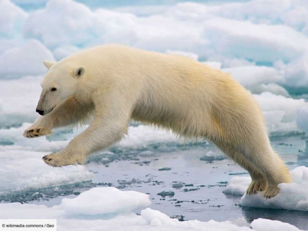 Le WWF face à une polémique: l’organisation soutiendrait la chasse et le commerce d’ours polaires
