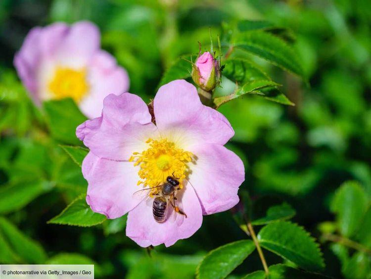 Cinq roses et légumineuses par jour ? Butiner des fleurs variées est bon pour la santé des abeilles sauvages