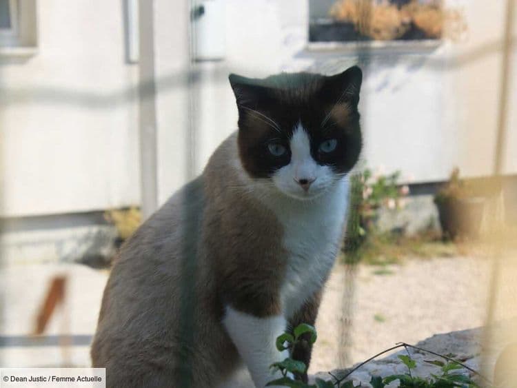 Tout savoir sur le Snowshoe, un chat racé aussi joueur qu’affectueux