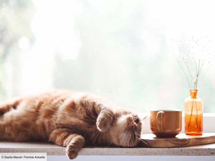 Votre chat préfère manger lorsque vous êtes à ses côtés ? Il y a une très bonne raison à cela