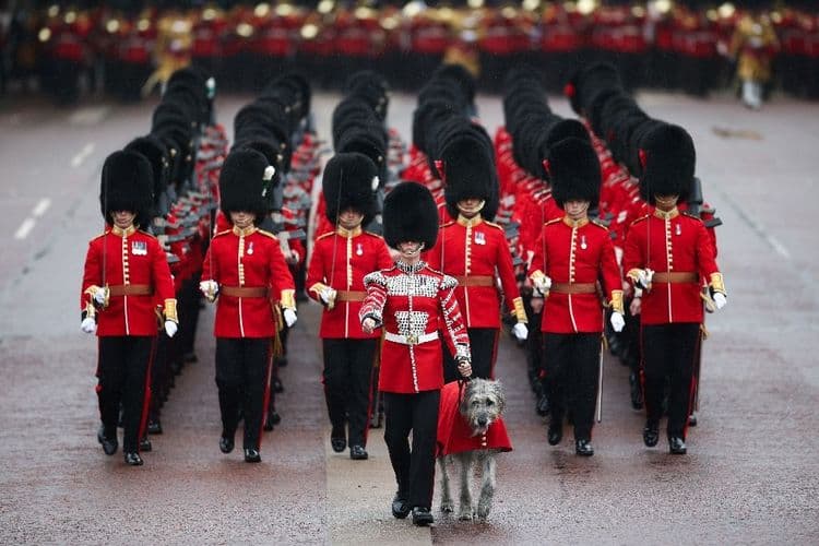 Au Royaume-Uni, les controversés bonnets en poils d'ours de la garde royale désormais trop chers?