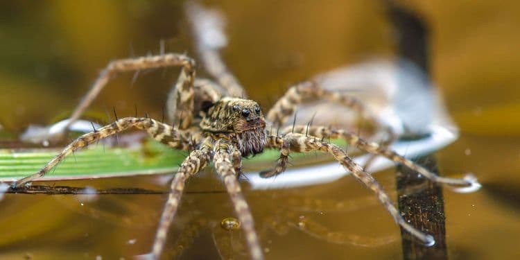 Une araignée qui tisse ses toiles sous l’eau… Pour y respirer !
