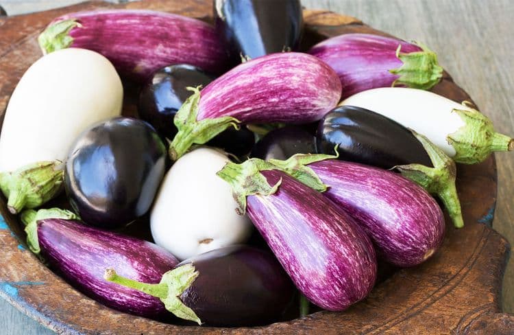 Réussir la culture des aubergines