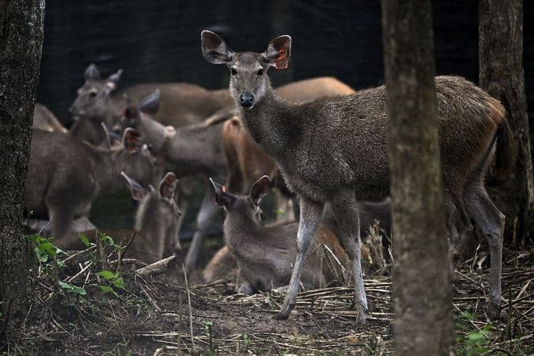 En Thaïlande, des proies lâchées dans la jungle pour sauver les tigres