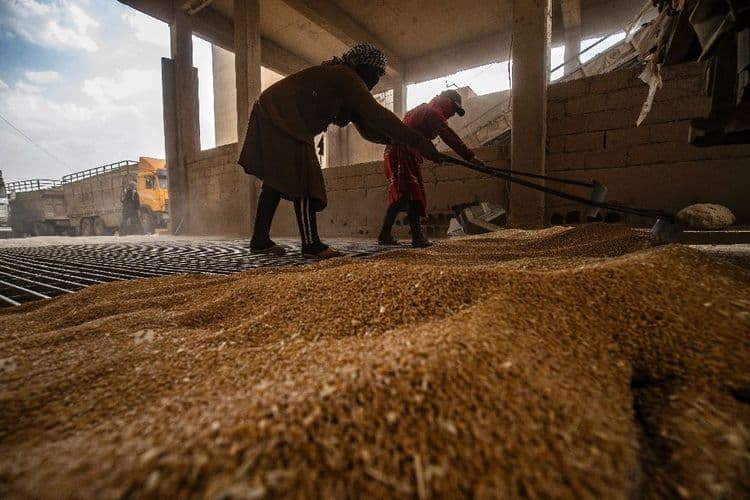 En Syrie, la sécheresse menace la récolte de blé