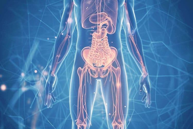 Comprendre le syndrome de l’intestin court : gravité et implications de cette maladie rare