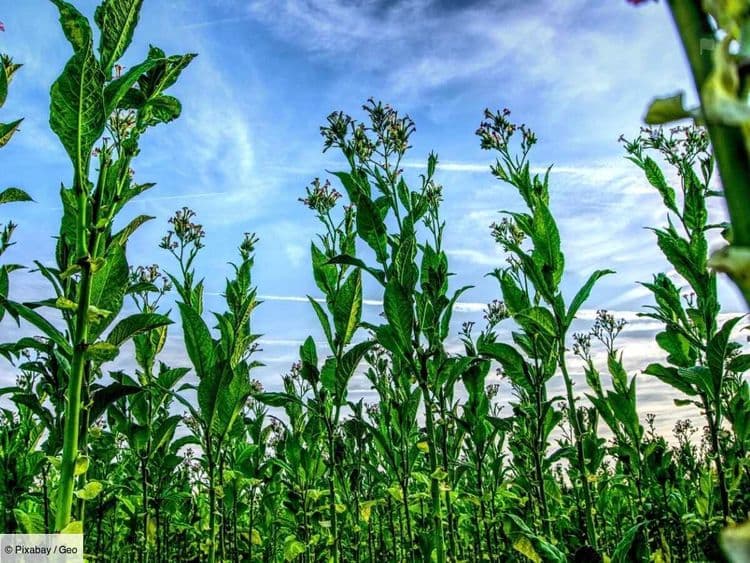 Le tabac, une herbe sacrée qui n'est plus en odeur de sainteté