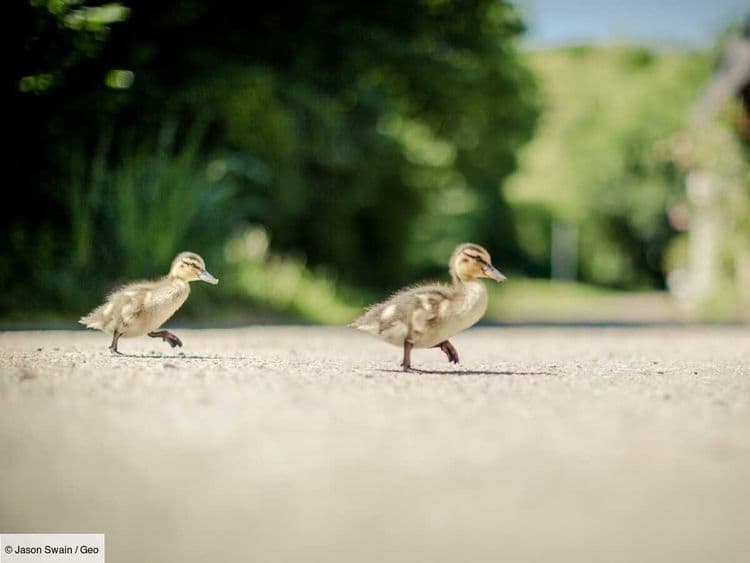 Un canard récidiviste flashé en excès de vitesse en Suisse
