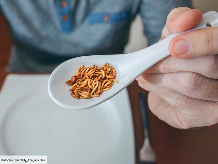Manger des insectes: faut-il abandonner l'idée?