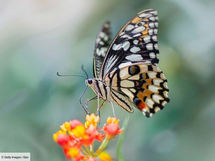 Qu’est-ce que l’effet papillon ?