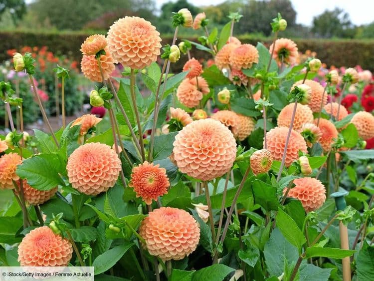 Vous êtes en retard dans vos plantations ? Ces plantent fleurissent en un éclair pour un jardin au top cet été
