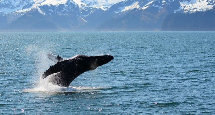 Une baleine grise observée pour la première fois en 200 ans dans l’océan Atlantique !