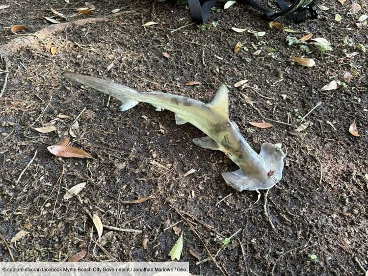Aux États-Unis, un requin-marteau tombe du ciel en pleine partie de disc golf