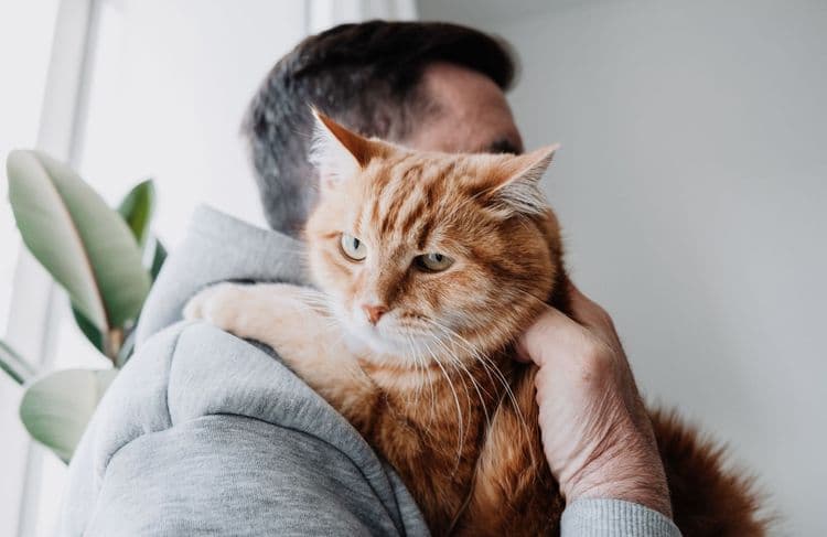 La toxoplasmose pourrait être une cause d’infertilité masculine