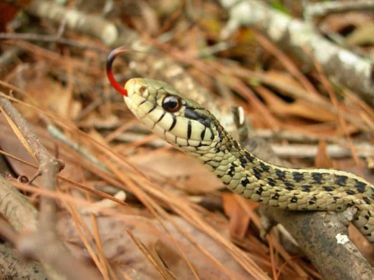 Ce serpent géant vieux de 47 millions d’années était peut-être encore plus grand que le Titanoboa