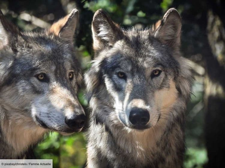 Le loup n’est plus une espèce "strictement" protégée, découvrez ce que cela change