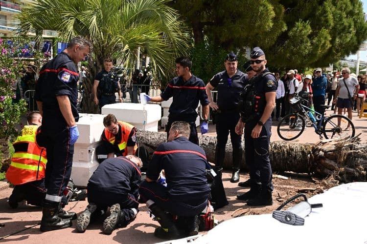 Cannes: un homme "gravement blessé" sur la Croisette par la chute d'un palmier