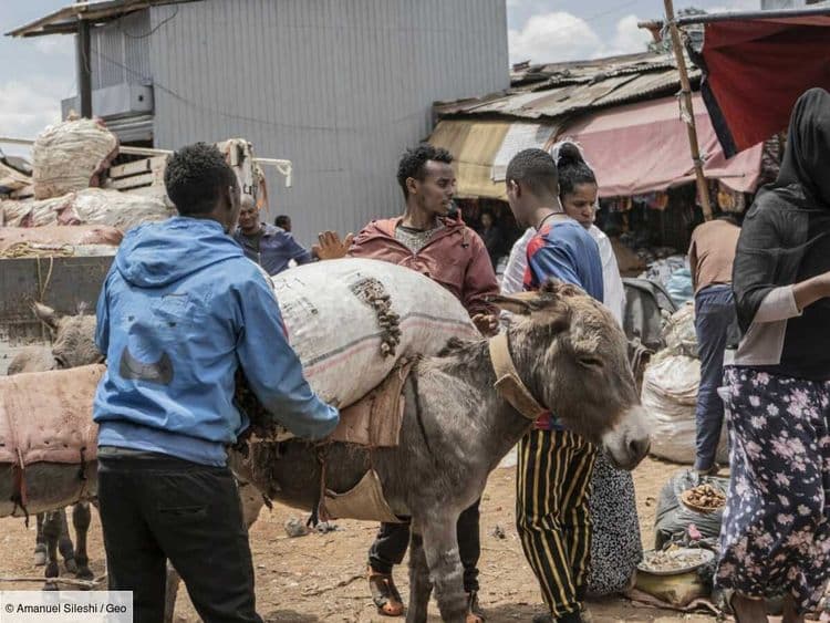 À Addis-Abeba en Éthiopie, une clinique unique soigne des ânes indispensables à la survie des habitants