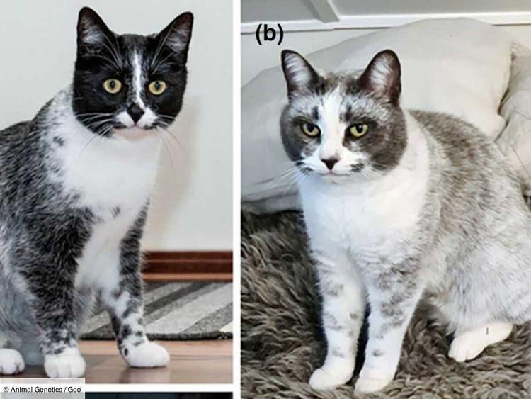 Les chats finlandais sont uniques en leur genre, et la science a enfin compris pourquoi