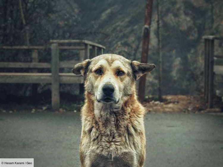 En Iran, promener son chien devient interdit dans plusieurs villes
