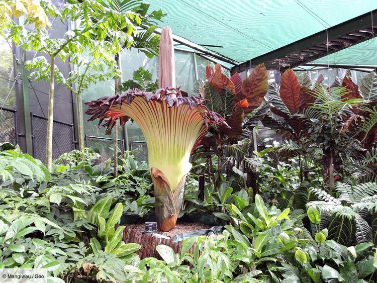 Un "Pénis de Titan", une fleur géante et odorante de deux mètres, fascine les visiteurs en Belgique