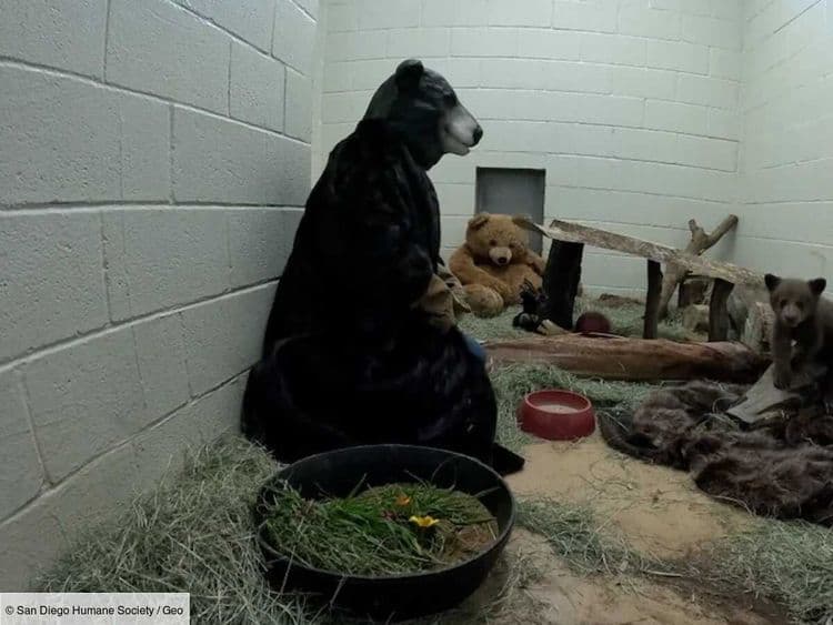 En Californie, un ourson sauvé grâce à des soigneurs en costume… d’ours