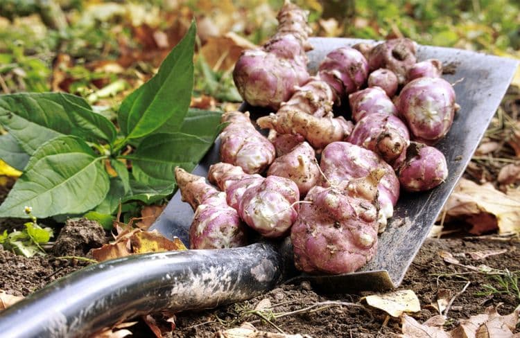 Le topinambour, un légume oublié à redécouvrir