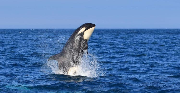 Une orque tue un grand requin blanc en moins de 2 minutes et seule !