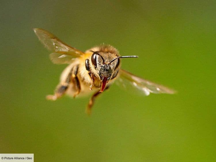 Pourquoi les abeilles aussi souffrent de la guerre en Ukraine