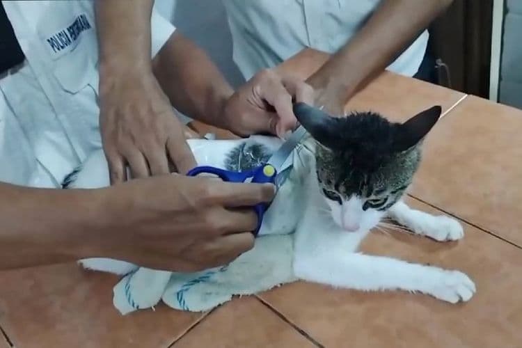 Au Costa Rica, un chat passeur de drogue intercepté dans une prison