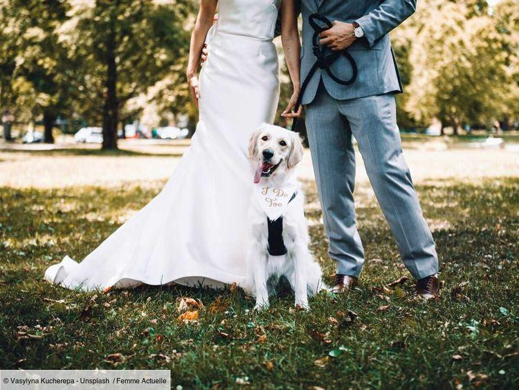 Aux États-Unis, votre témoin de mariage peut être... votre chien