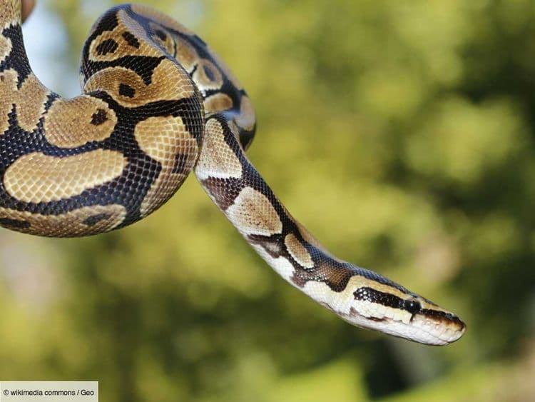 Le mystère d’une substance toxique sécrétée par la queue des serpents enfin élucidé
