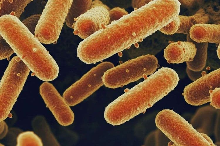 Drame dans l’Aisne : comprendre comment la bactérie E.coli peut être mortelle