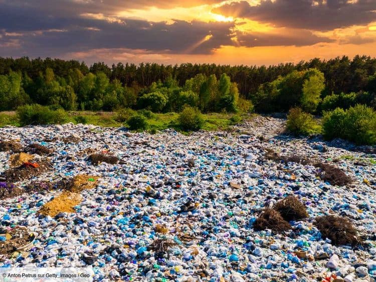 Le plastique infiltre désormais les chaînes alimentaires terrestres à "tous les niveaux"
