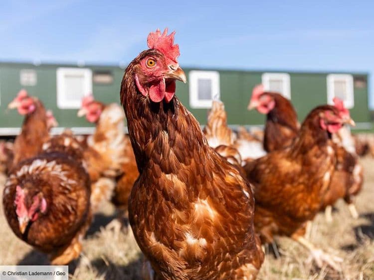 Et si la solution anti-gaspillage était... une poule? L’expérience inédite menée en Alsace