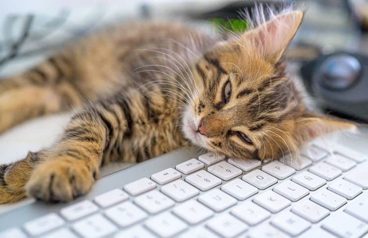 Violences sur mineurs : à La Rochelle, un chaton au commissariat pour aider les victimes