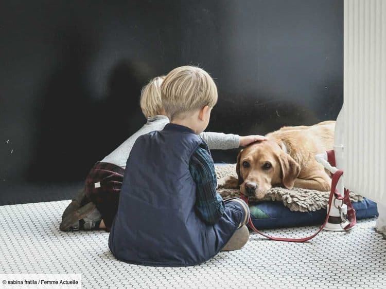Vous ne pouvez plus vous occuper de votre animal de compagnie ? Voici quelles solutions s’offrent à vous