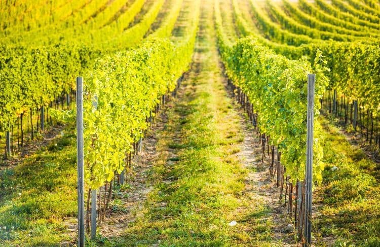 « Il y a des questions qui se posent » : ces associations accusent l’État de « bloquer » un rapport sur les pesticides