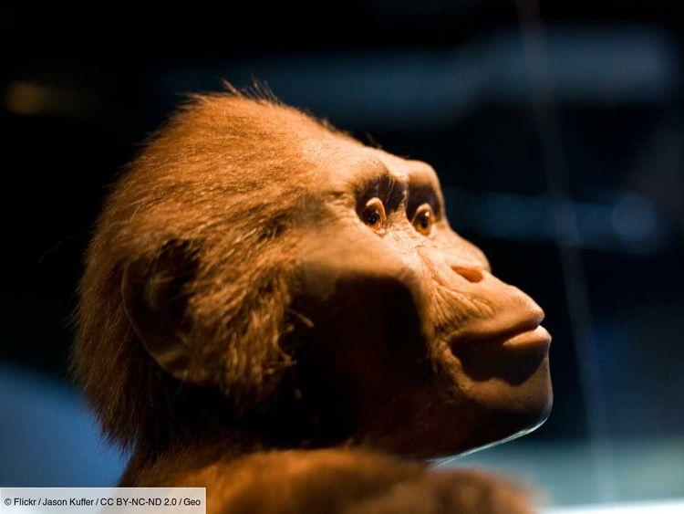 Lucy, dépourvue de poils ? Ce que révèle l'australopithèque de 3,2 millions d’années sur la nudité