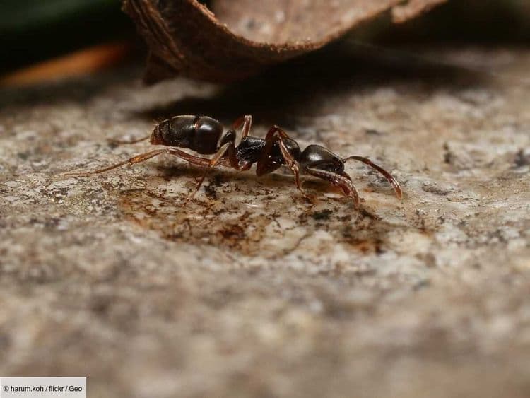Une fourmi invasive progresse aux États-Unis et représente un danger mortel