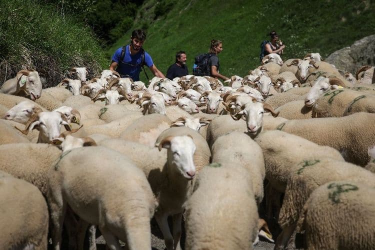 Face à l'ours, les brebis détalent vers d'autres pâturages des Pyrénées