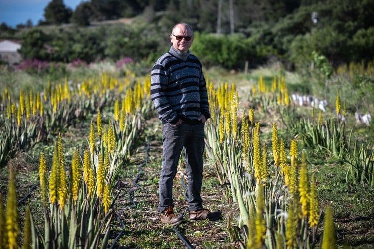 Aude: l'aloe vera au lieu de la vigne pour s'adapter à la sécheresse