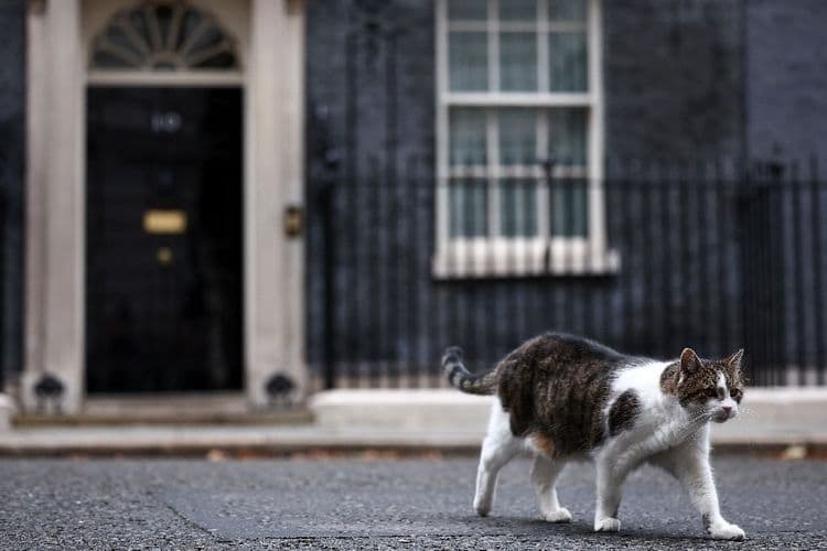 Colocation sensible à Downing Street: le chat Larry a un concurrent