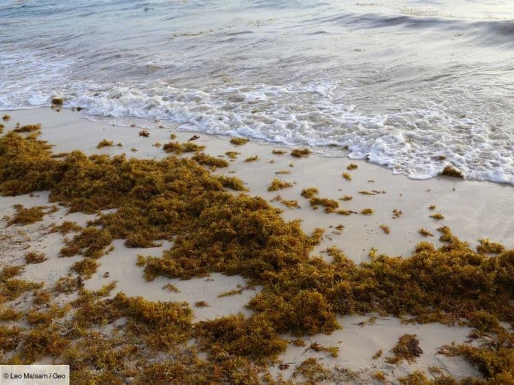 D'immenses filets "made in France" pour protéger les côtes du fléau toxique des sargasses