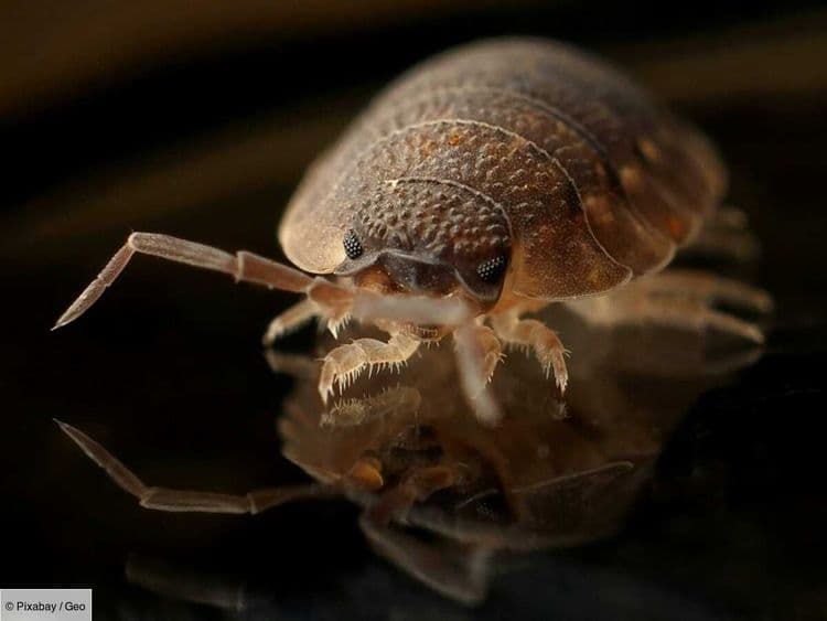 Les punaises de lit pourraient avoir été un des premiers fléaux qui ont ravagé le monde des humains