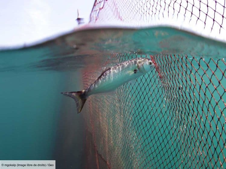 Label MSC: un gage de pêche durable ou un écran de fumée?